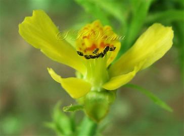  Flower-See stamens